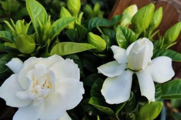 尿素可以用来给栀子花施肥吗