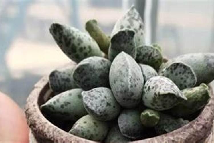 怎么把多肉养肥