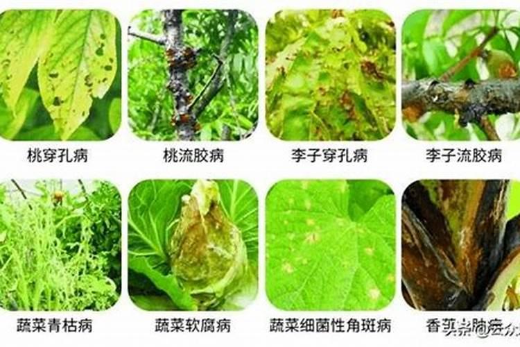 防治植物病害的农用抗生素有哪些