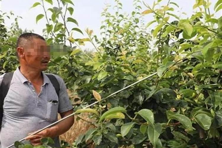 梨树用什么肥料好？梨树打什么叶面肥长的快？梨树种植需要金泰靓...