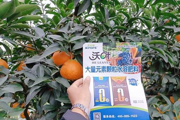 密桔树什么时候施肥最好？桔子树怎样使用水溶肥？