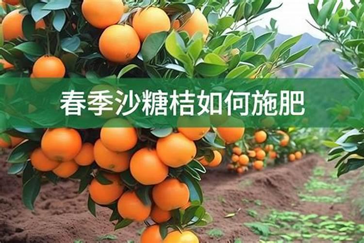 三年树龄的沙糖桔树应该怎样施肥
