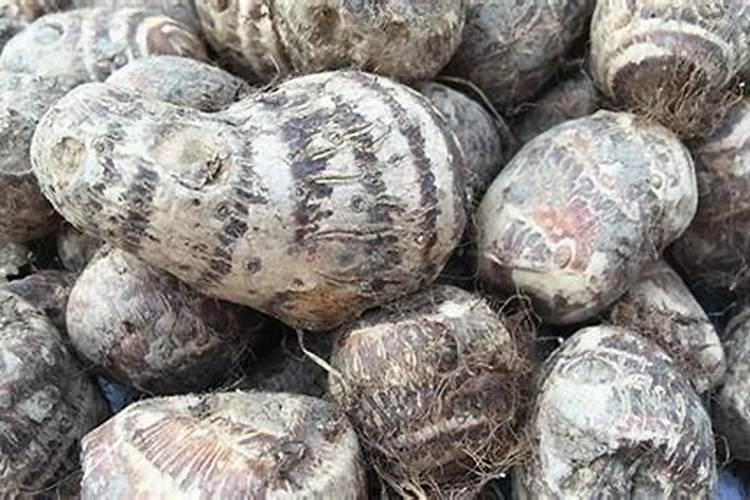 种魔芋用什么肥料