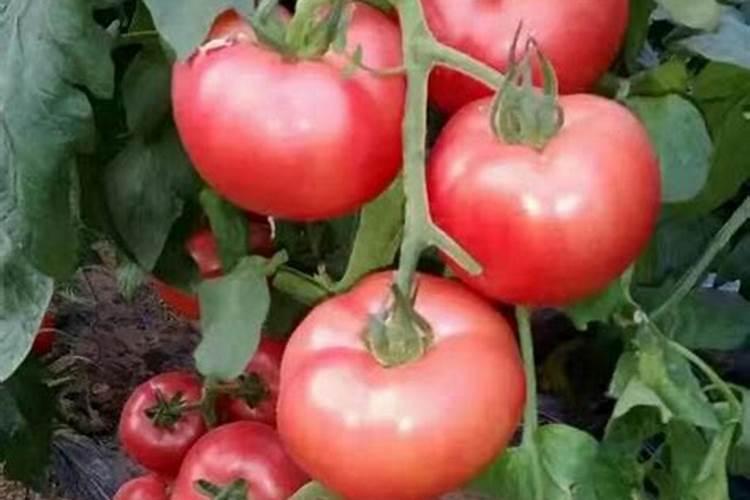 番茄挂果后怎么施肥 番茄施肥用什么肥料好