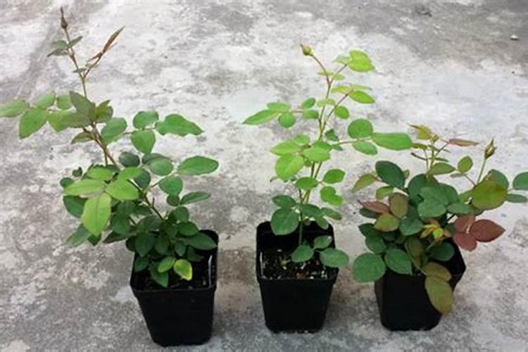 月季花最佳施肥时间是哪时候 月季花什么时候施肥好