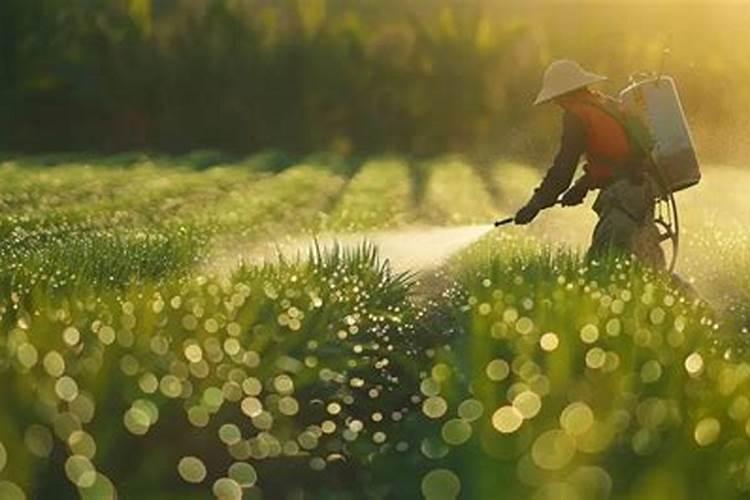 兰草开花后如何护理？