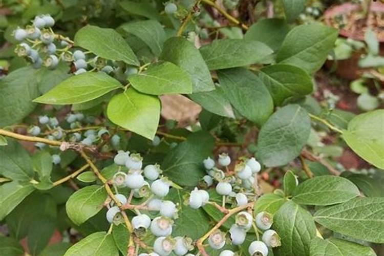 蓝莓壮枝用什么叶面肥好