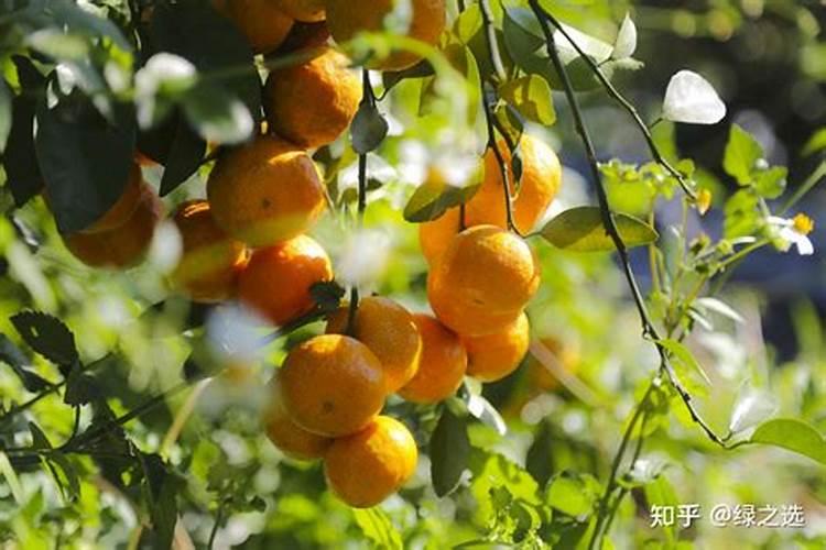 请问西瓜根线虫用什么药效果好