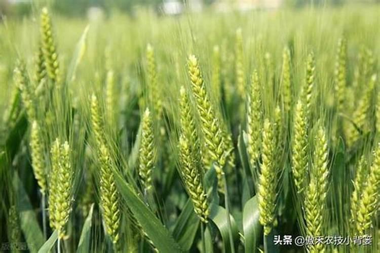 甜菜初期冲黄腐酸钾可以吗？