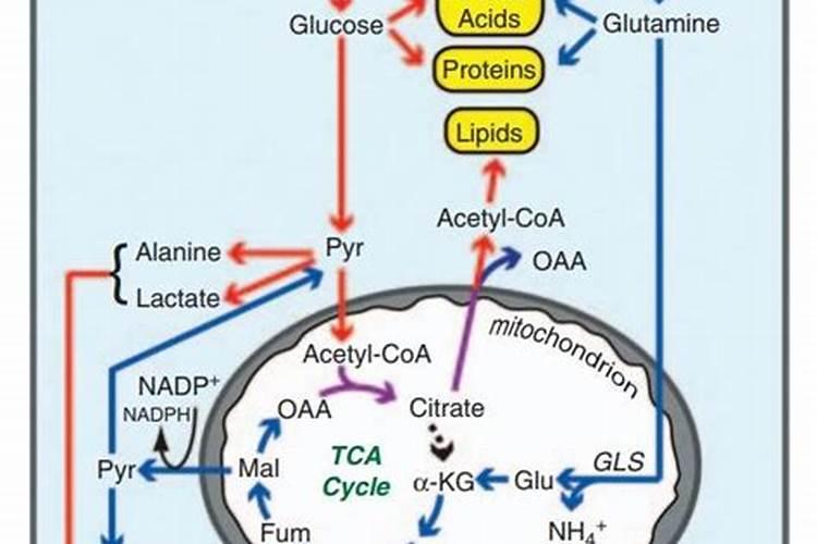好鱼蛋白含谷氨酸多少克