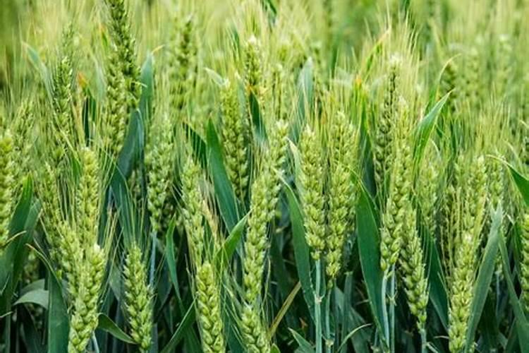 小麦追施反青肥用什么肥？