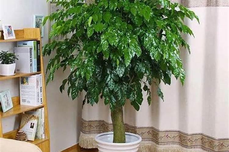 幸福树要使用什么肥料？