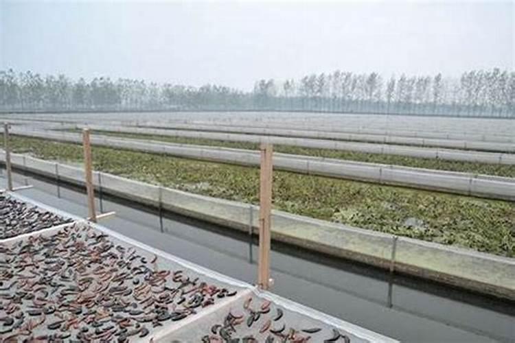 螃蟹养殖后期水肥好还是水瘦好？