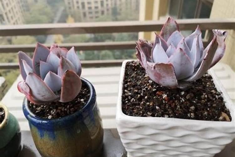 多肉广寒宫的养殖方法和注意事项