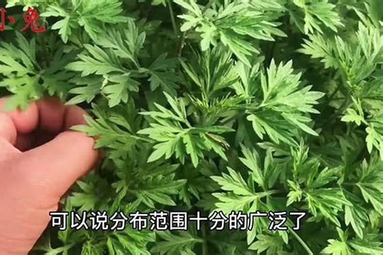 艾草的养殖方法与注意事项