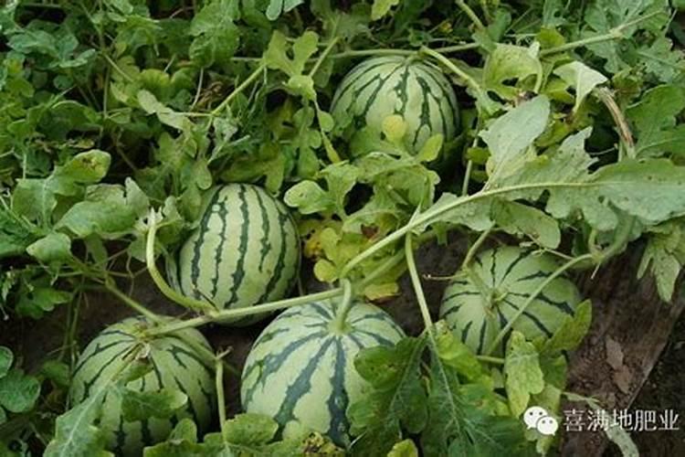 西瓜用什么肥料增甜