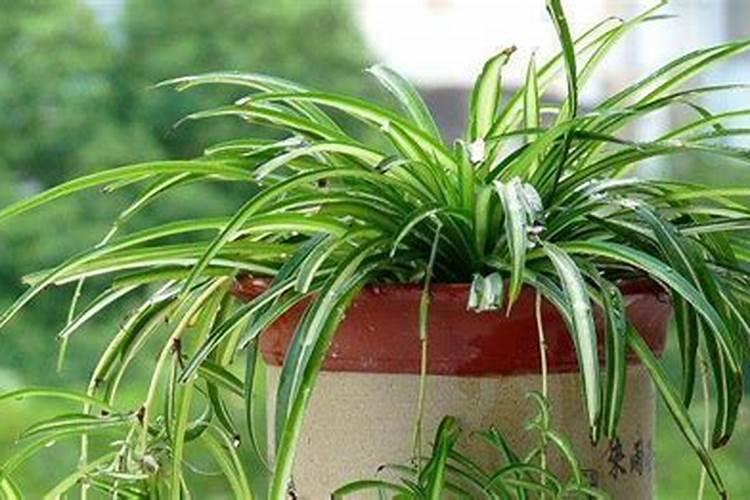 冬天吊兰隔多久浇水施肥才合适 冬天吊兰多久才能浇水施肥