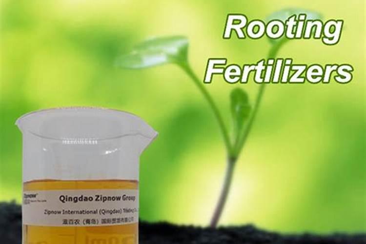 青岛八福仙和紫牛哪个好