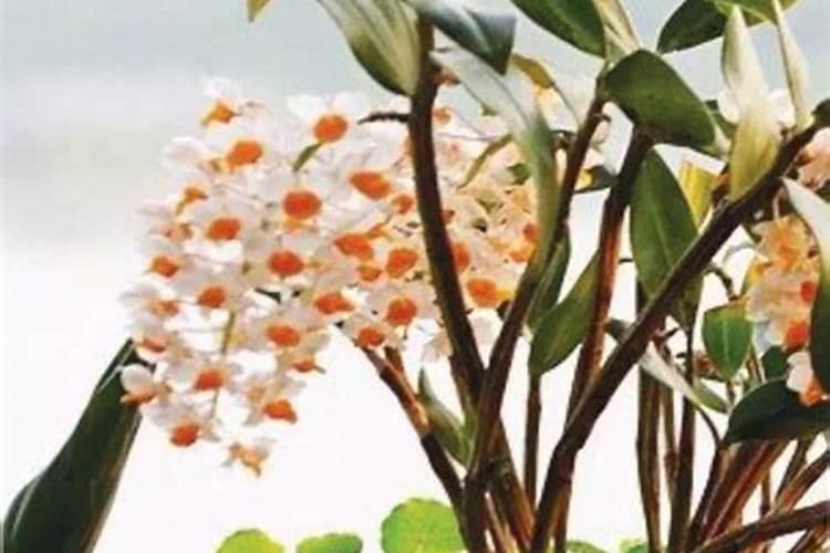 石斛花怎么养殖 养石斛有哪些注意事项