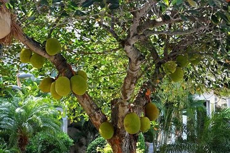 菠萝蜜种植方法