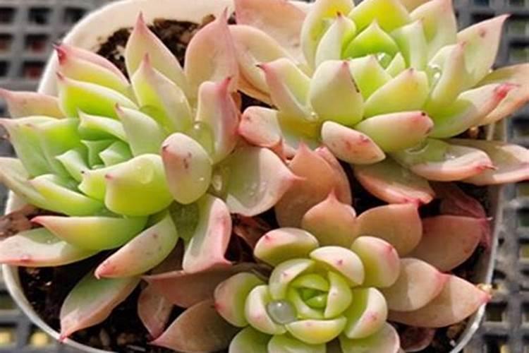 磷肥可以养多肉吗