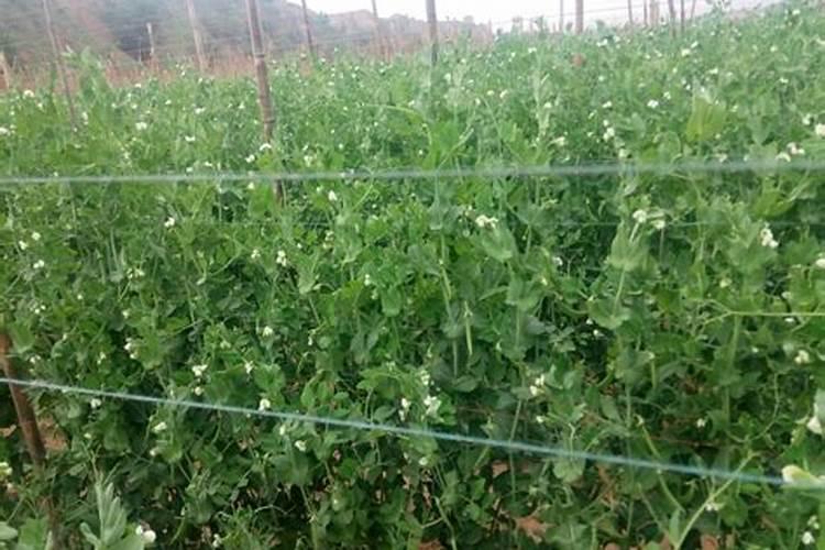 荷兰豆种植方法