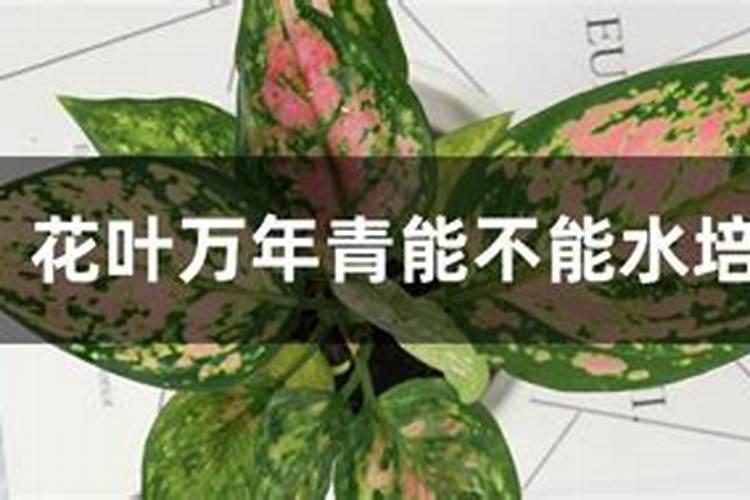万年青怎么养？