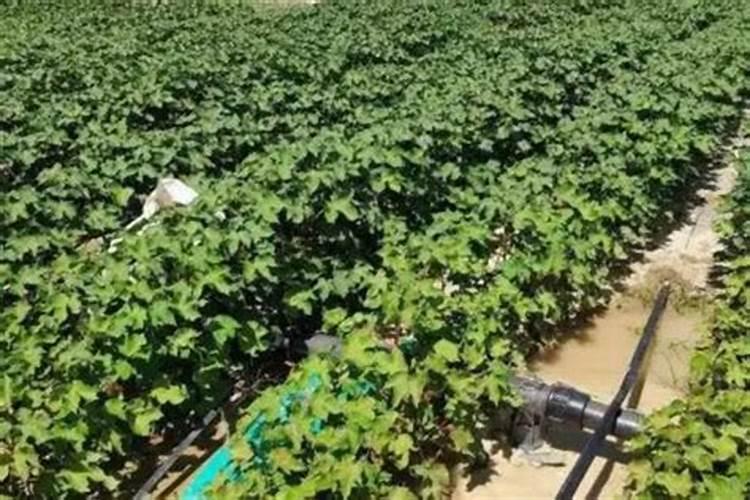 用沃巴盾金大棒叶面肥二遍还配缩节胺吗