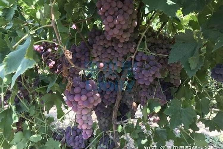 氨基酸叶面肥可以打果树吊针吗