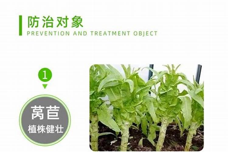 莴笋膨大长粗用什么肥或药