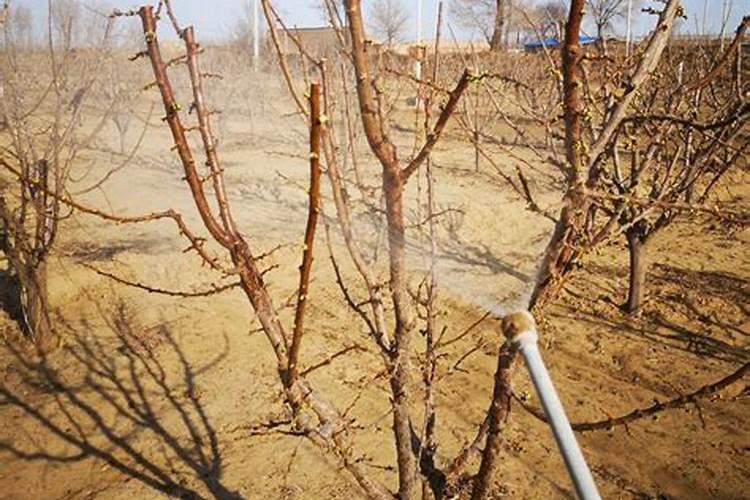 李子树什么时候打药？打什么药最 有效呢？？？