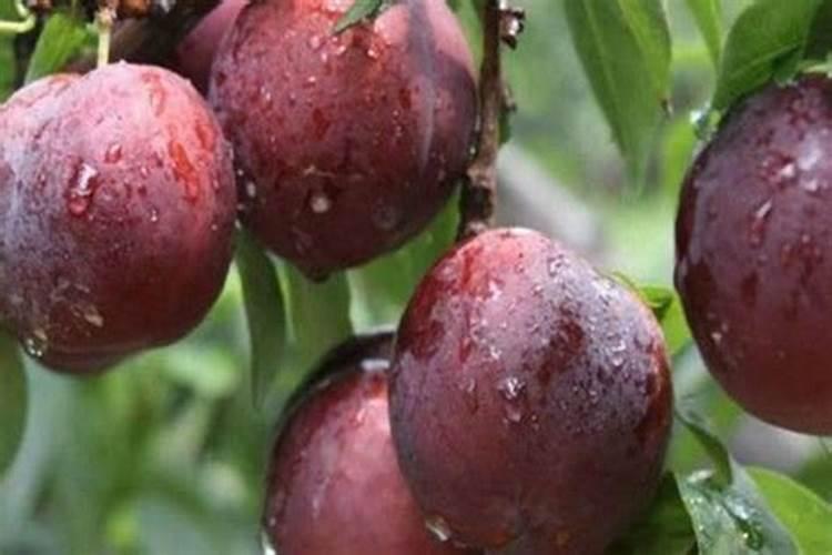 果园中李子摘完收尾后要做些什么？