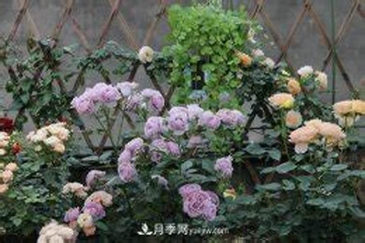 地栽月季如何使用复合肥 注意事项有哪些