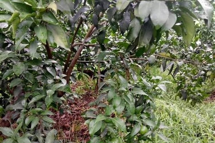 尿素喷叶面肥的用量