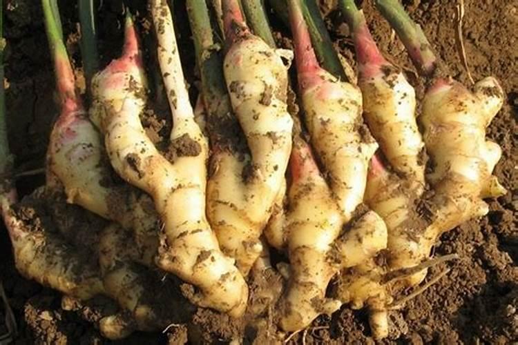 大姜的需肥特点是什么？种植大姜如何施肥？