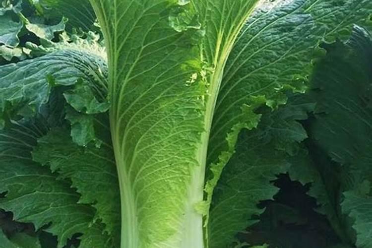 甘蓝“叶烧边”的原因是什么 防治措施有哪些