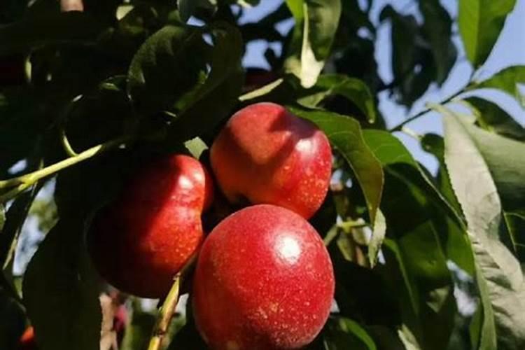 水溶肥坑太深,这些水溶肥别再买了···