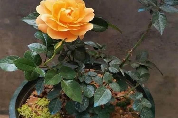 月季花冬季如何施肥效果最好,可以用水溶肥吗？