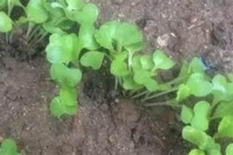 白菜移栽后几天施肥