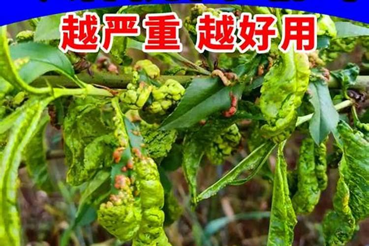 农作物发兜叶面肥有哪些