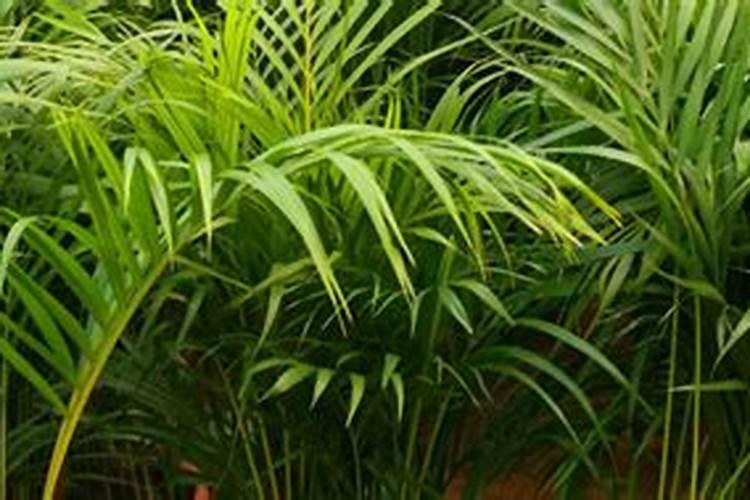 阔叶植物用什么除草剂