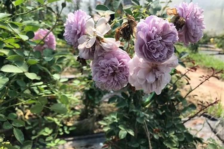 月季入盆后多少天可以施肥,月季服盆后多久可以施肥