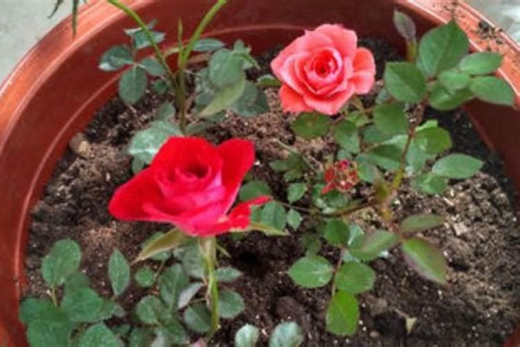 刚移栽的月季怎么养护