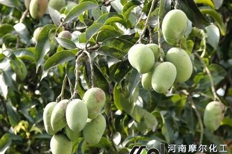 芒果施肥用什么肥料好呢