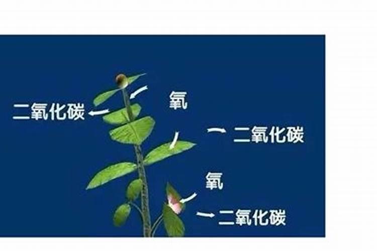 磷肥过多对植物的危害