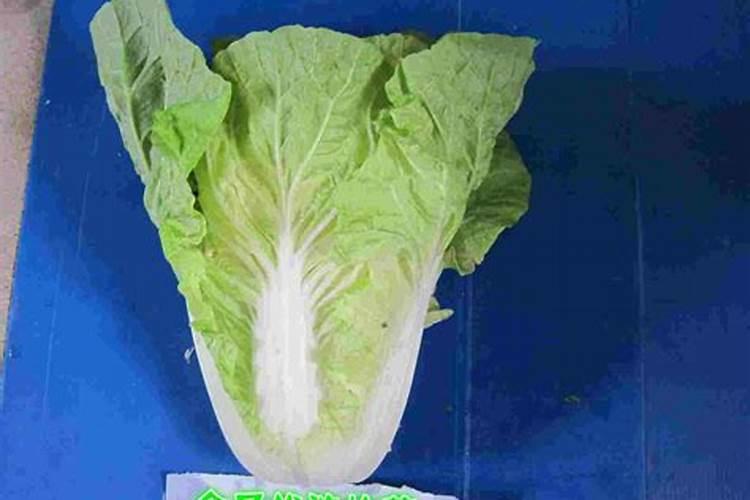 早熟5号白菜种植时间