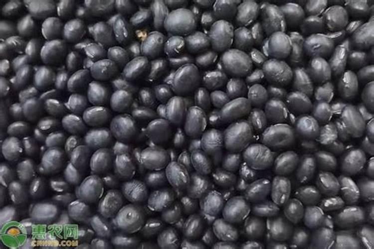 黄豆叶片发黄,且背面右黑色粉状物,是啥病,谈防治？