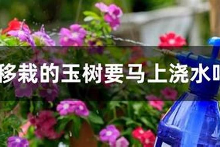 花苗移栽后什么时候施肥