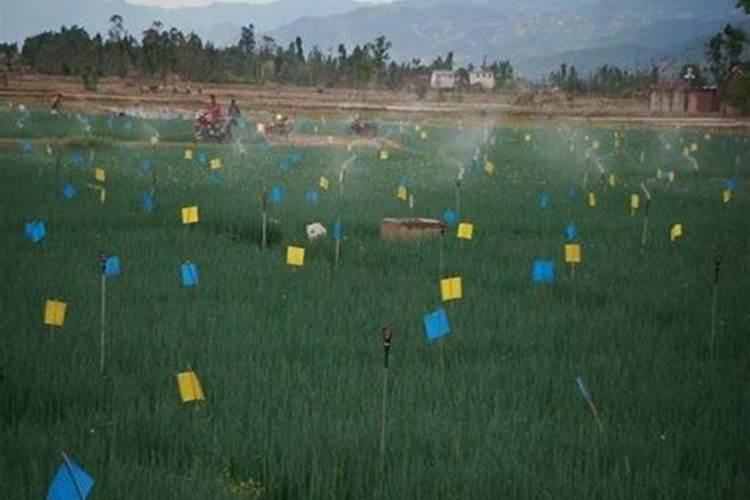 磷肥与尿素能不能混合