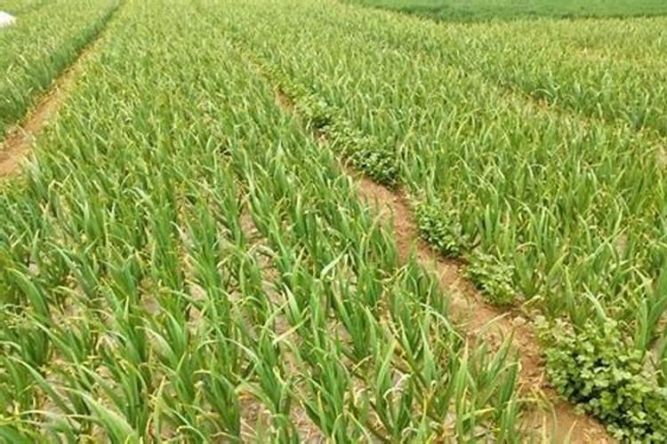 大蒜什么时候浇水施肥 大蒜浇水施肥的管理方法